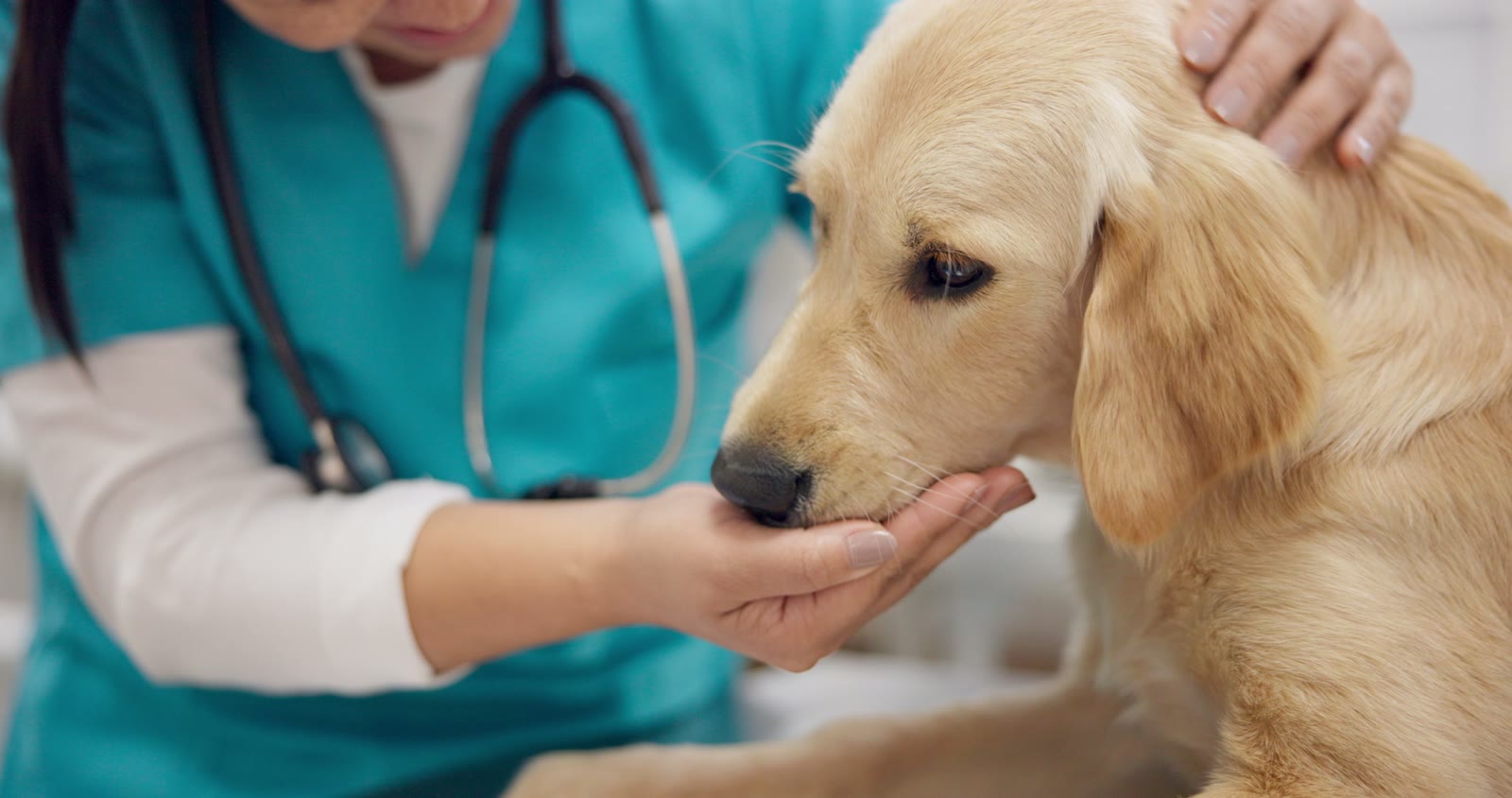 Golden retriever being reassured by a veterinarian