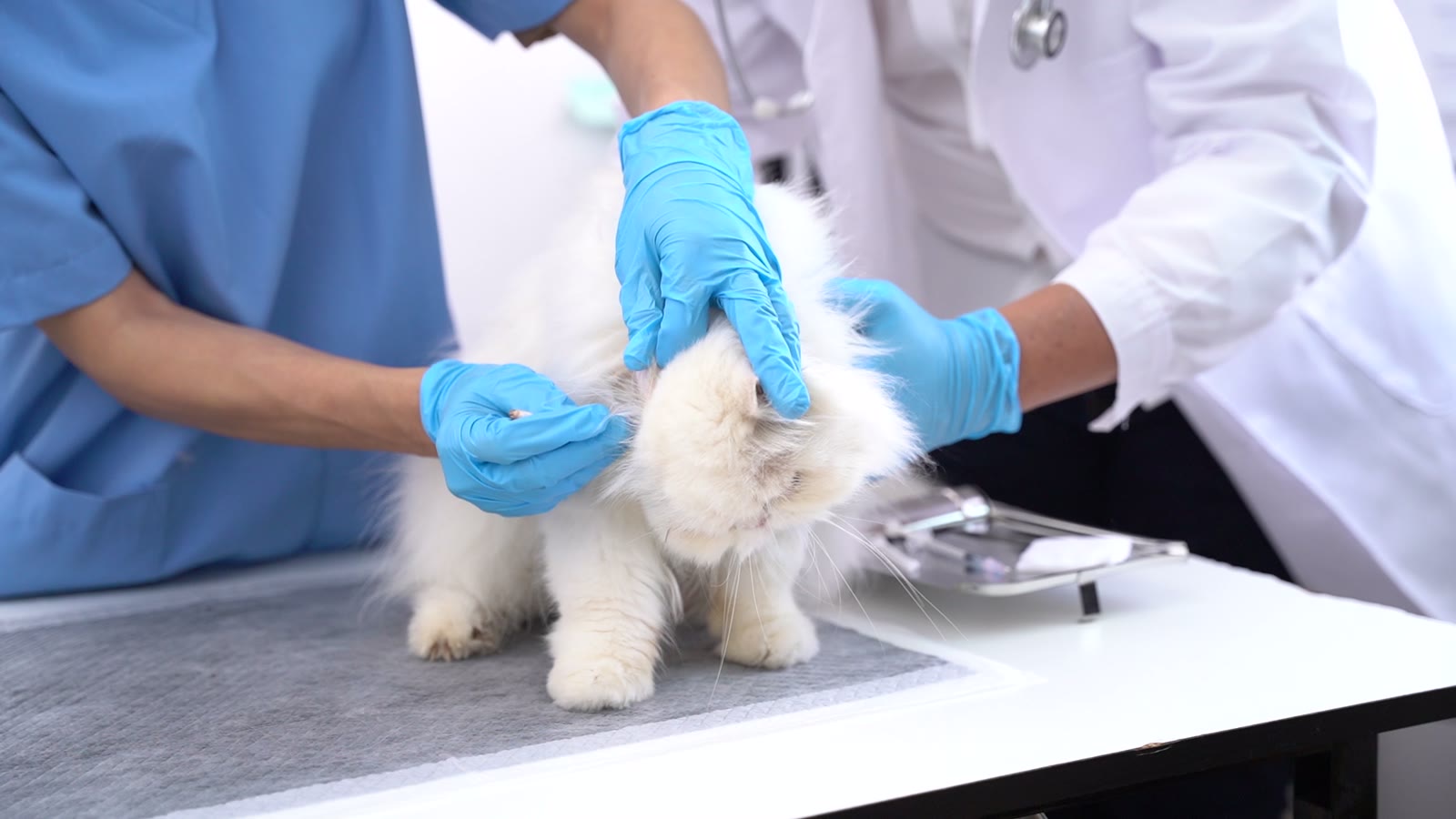 Veterinary team caring for a long-haired cat