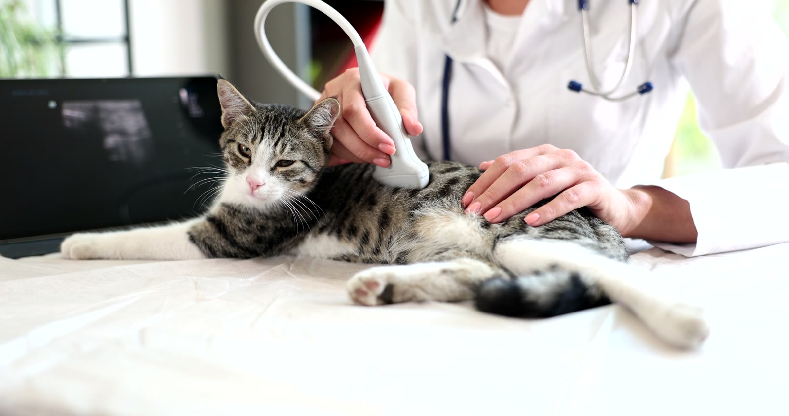 Cat receiving an ultrasound examination
